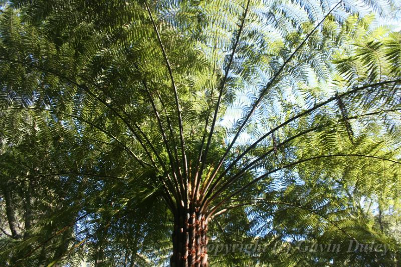 Tree fern gully, Pirianda Gardens IMG_7126.JPG